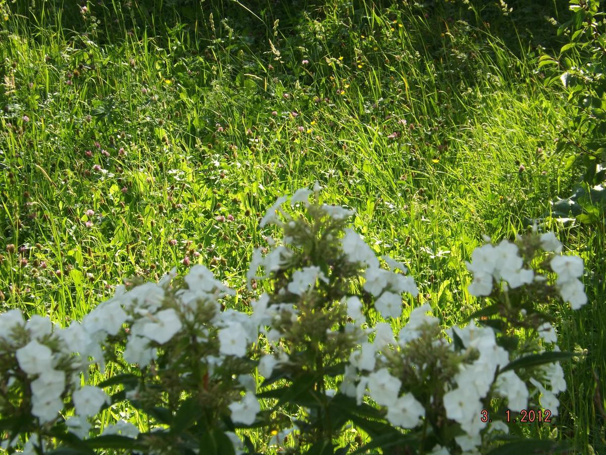 B&B Sol Fiori Agordo Exterior foto